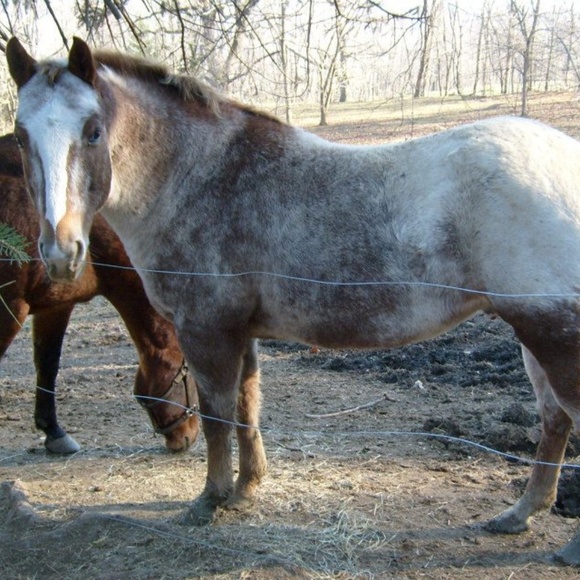 Hello everyone! I'm Kirin! - Picture 4 of 13